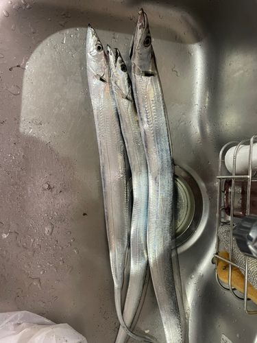 タチウオの釣果