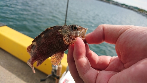 アラカブの釣果