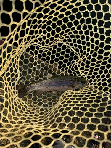 トラウトの釣果