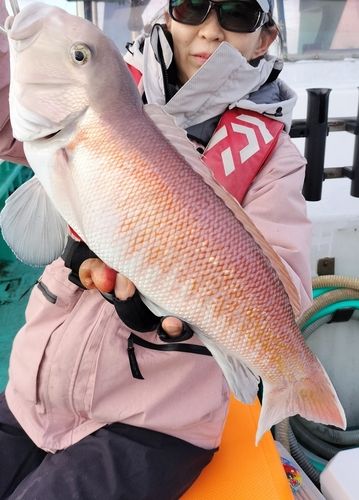 シロアマダイの釣果