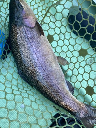 ロックトラウトの釣果