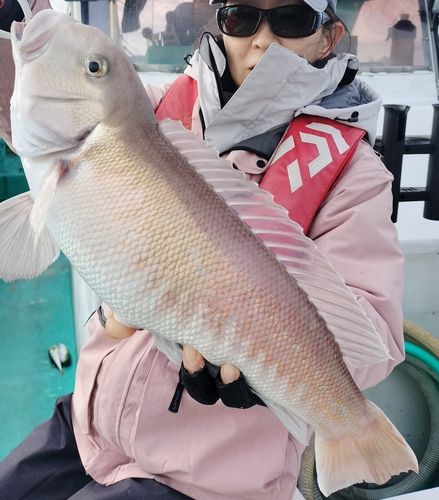 シロアマダイの釣果