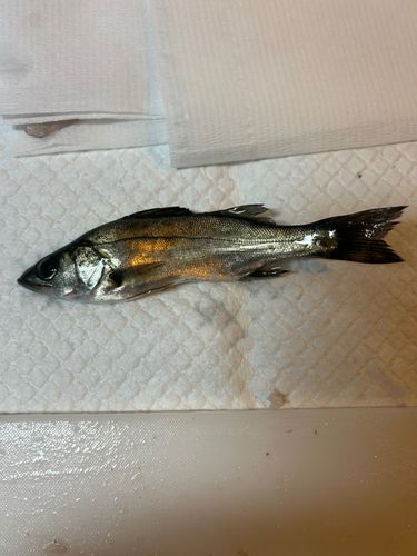 常滑りんくう釣り護岸