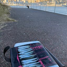 トウゴロウイワシ