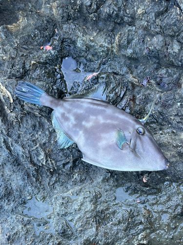 ウマヅラハギの釣果