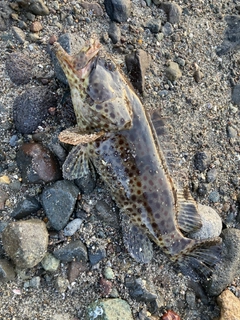 チャイロマルハタの釣果