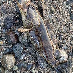 チャイロマルハタ