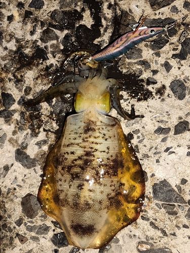 アオリイカの釣果