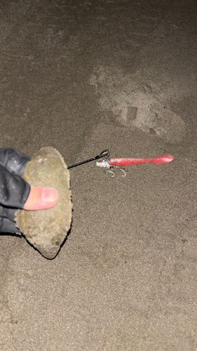 シタビラメの釣果