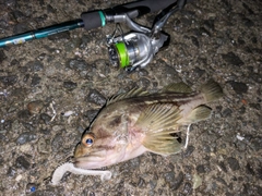 シマソイの釣果