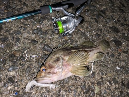 シマソイの釣果