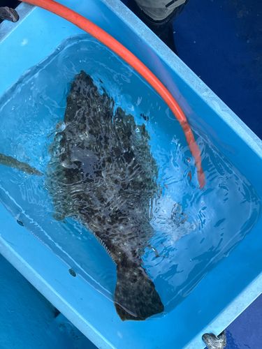 ヒラメの釣果