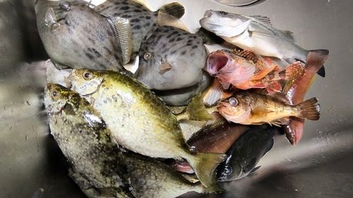 カワハギの釣果