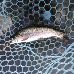 レインボートラウト