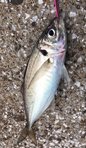 マアジの釣果