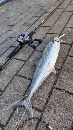 サゴシの釣果