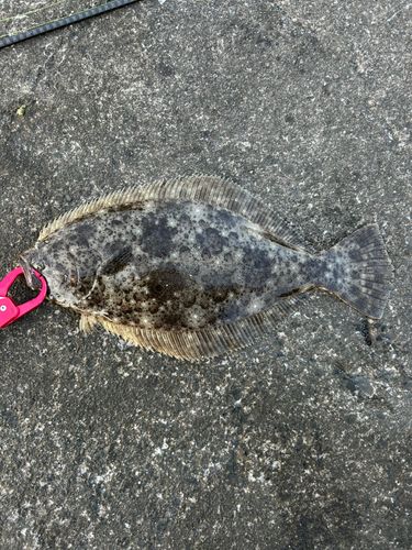 ヒラメの釣果