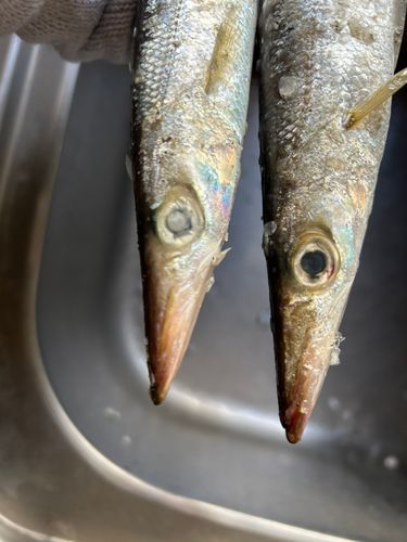 アカモンガラの釣果