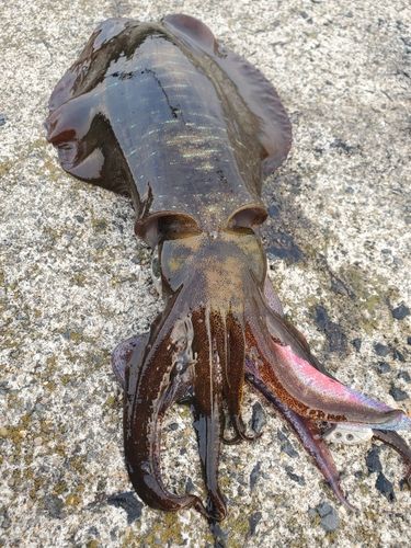 アオリイカの釣果