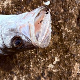 フッコ（ヒラスズキ）