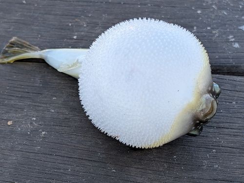 クサフグの釣果