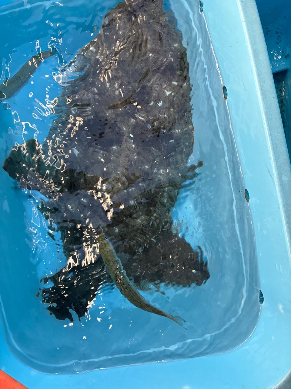 AiSakiさんの釣果 1枚目の画像