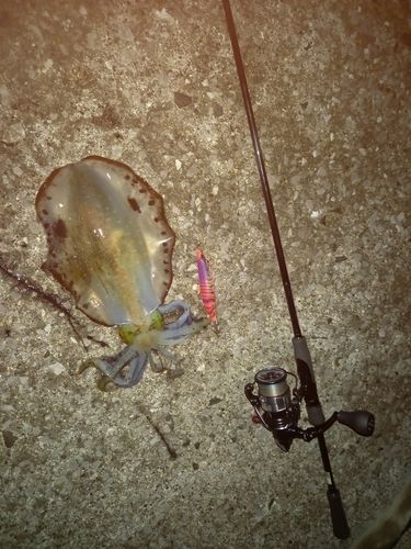 アオリイカの釣果