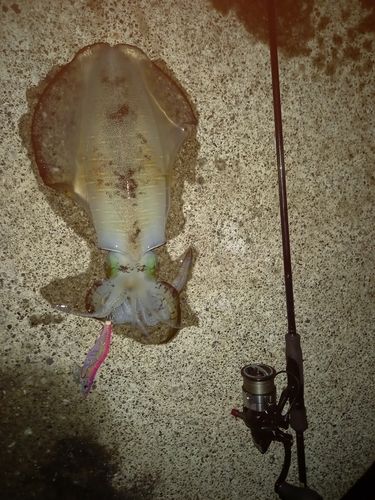 アオリイカの釣果