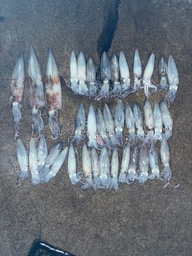 ヤリイカの釣果