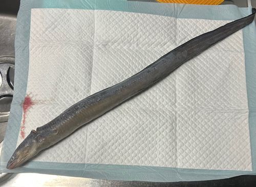 常滑りんくう釣り護岸