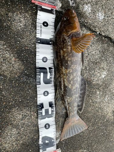 アイナメの釣果