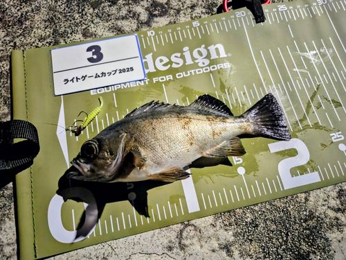 クロメバルの釣果