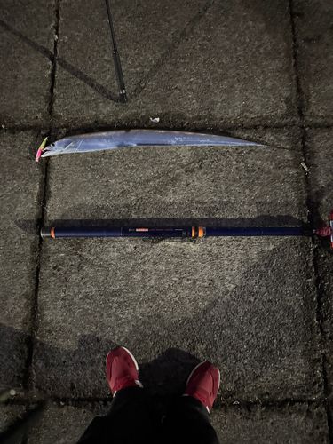 タチウオの釣果