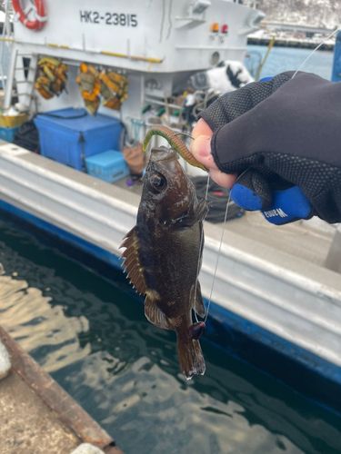 エゾメバルの釣果