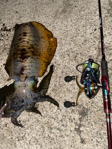 アオリイカの釣果