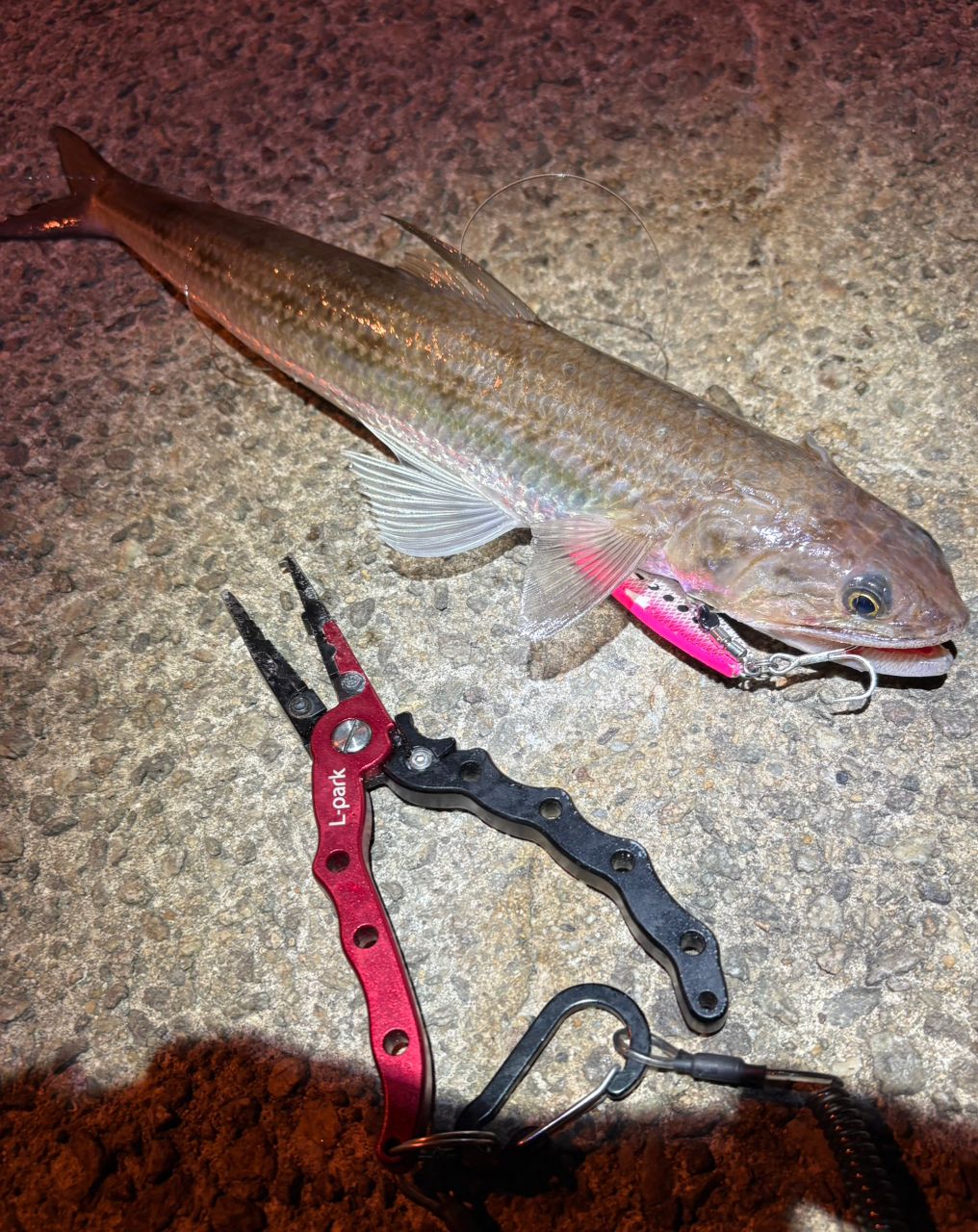 DAIWA 22ショアジギング X 96Hの最安値・インプレ・釣果 | 本音の