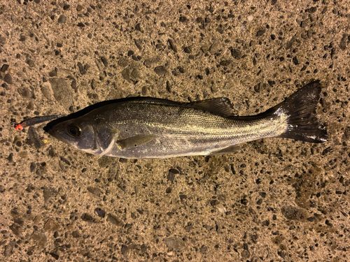 セイゴ（ヒラスズキ）の釣果