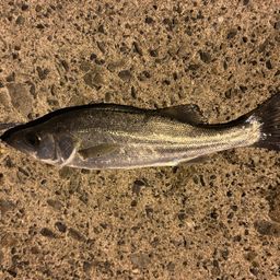 セイゴ（ヒラスズキ）