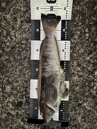 アイナメの釣果