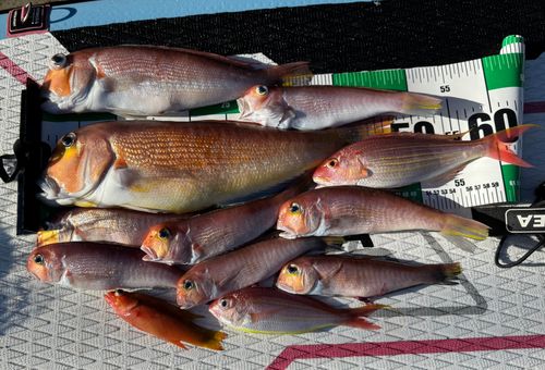 アマダイの釣果