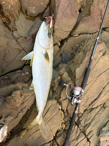 ヒラマサの釣果