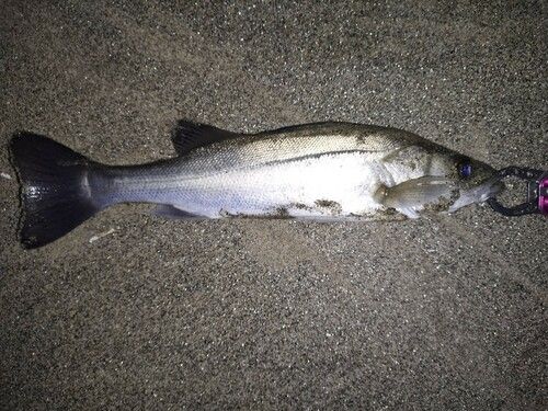 セイゴ（マルスズキ）の釣果