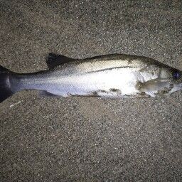 セイゴ（マルスズキ）