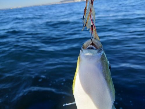 クサフグの釣果