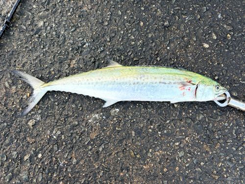 サゴシの釣果