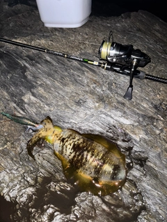 アオリイカの釣果