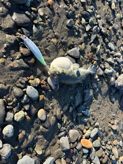 トラフグの釣果