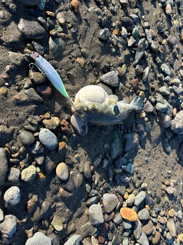 トラフグの釣果