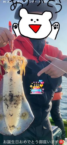 アオリイカの釣果