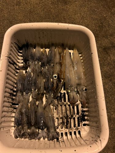 イカの釣果